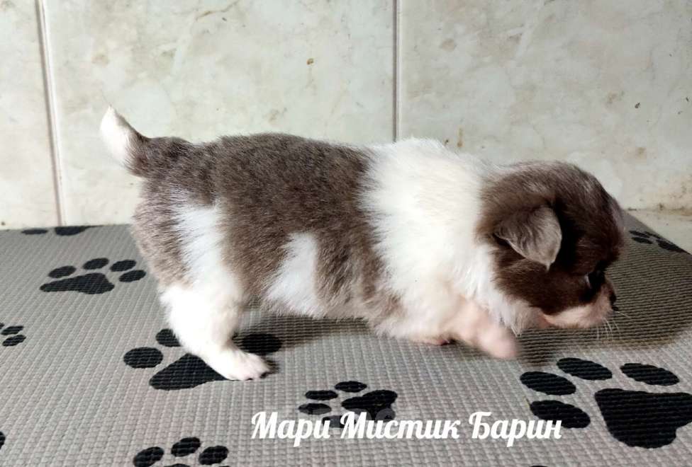 Собаки в Санкт-Петербурге: Барин бело лиловый длинношерстный мини чихуахуа Мальчик, 35 000 руб. - фото 2