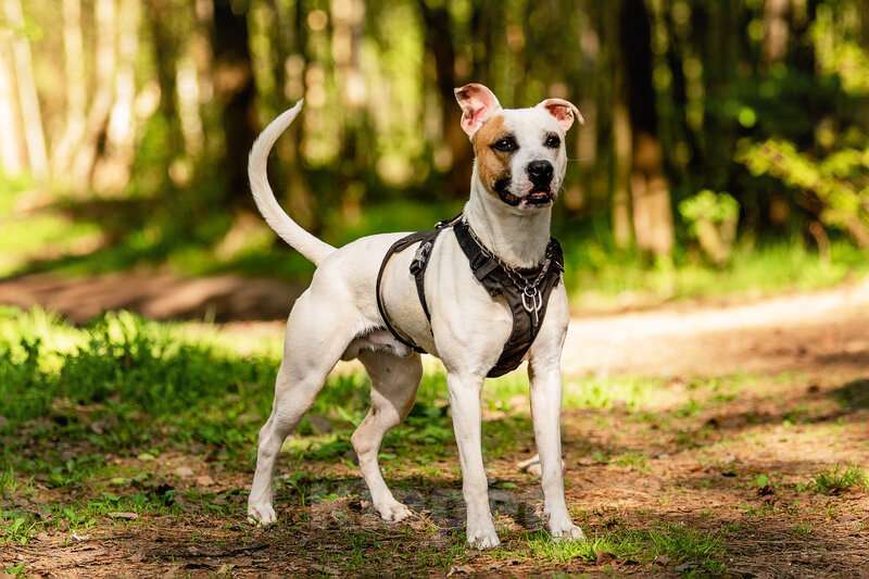 Собаки в Москве: Красивый пёс Дарий в добрые руки. Мальчик, Бесплатно - фото 4