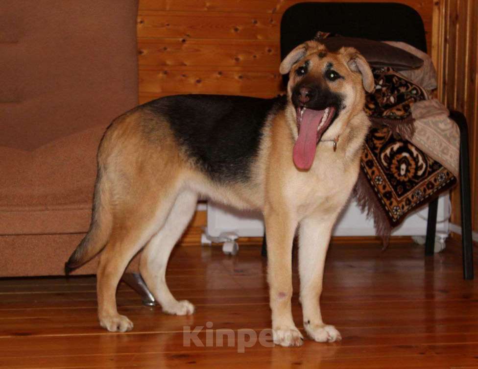 Собаки в Москве: Очень классная девочка Герда щенок овчарки даром Девочка, Бесплатно - фото 3