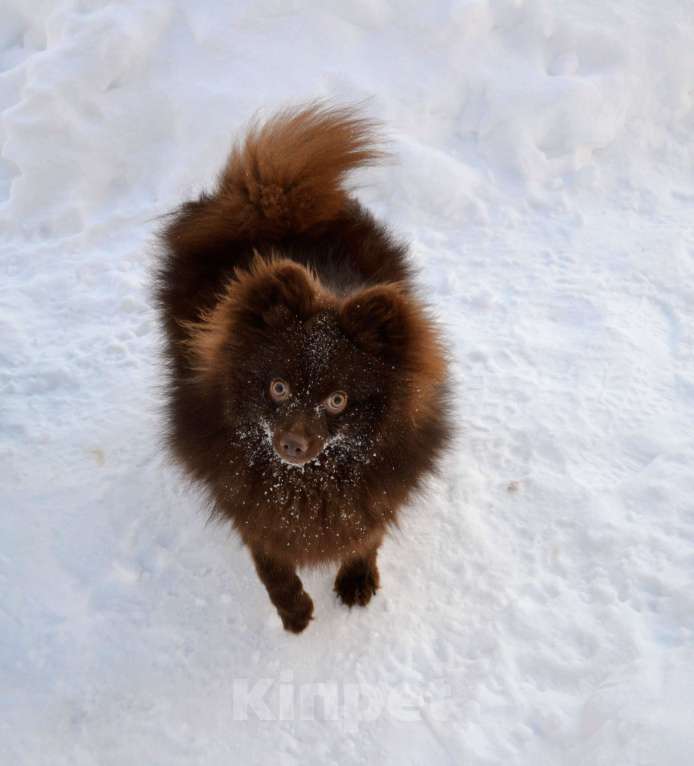 Собаки в Ореховом-Зуево: Маняша Девочка, 35 000 руб. - фото 5