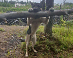 Собаки в Сертолово: Вео восточноевропейская овчарка вязка, 1 руб. - фото 9