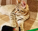 Кошки в Реутове: Котенок Веник настоящего природного окраса в дар. Мальчик, Бесплатно - фото 3