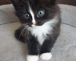 Кошки в Раменском: Очаровательные котята в поиске дома  Мальчик, Бесплатно - фото 1