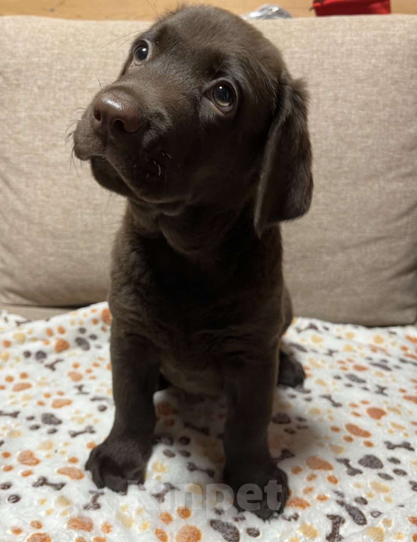 Собаки в других городах Московской области: Продаётся щенок лабрадора Мальчик, 40 000 руб. - фото 2