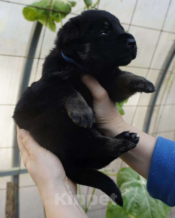 Собаки в Севастополе: щенок восточноевропейской овчарки, документы РКФ Мальчик, 60 000 руб. - фото 1