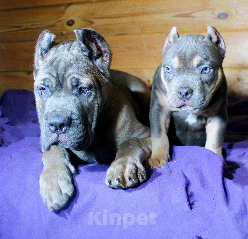 Собаки в Москве: Девочка американский булли. Девочка, 90 000 руб. - фото 6