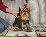 Собаки в Москве: Йорк мальчик Мальчик, 45 000 руб. - фото 3