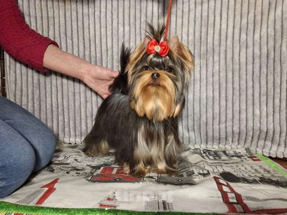 Собаки в Москве: Йорк мальчик Мальчик, 45 000 руб. - фото 3