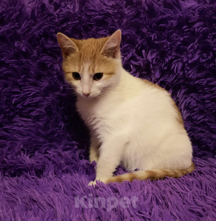 Кошки в Москве: Диана, 3 месяца, в добрые руки Девочка, Бесплатно - фото 10