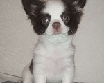 Собаки в Видном: Щенки чихуахуа Девочка, 30 000 руб. - фото 4