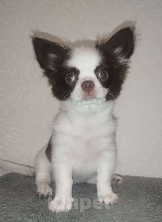 Собаки в Видном: Щенки чихуахуа Девочка, 30 000 руб. - фото 4