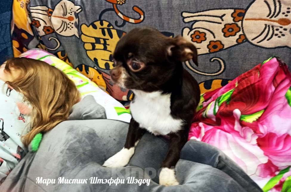 Собаки в Санкт-Петербурге: Чихуахуа Штэффи Шэдоу окрас шоколадный с белым Девочка, 50 000 руб. - фото 9