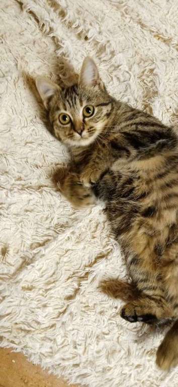 Кошки в Москве: котенок Герда ищет дом Девочка, Бесплатно - фото 5