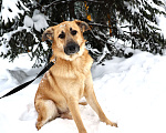 Собаки в Москве: Собака бесплатно в Москве Мальчик, Бесплатно - фото 2
