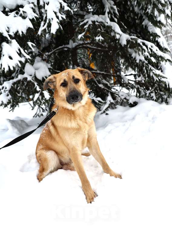 Собаки в Москве: Собака бесплатно в Москве Мальчик, Бесплатно - фото 2