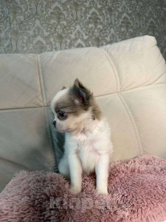 Собаки в Воронеже: Лиловый с белым дш мальчик  Мальчик, Бесплатно - фото 4