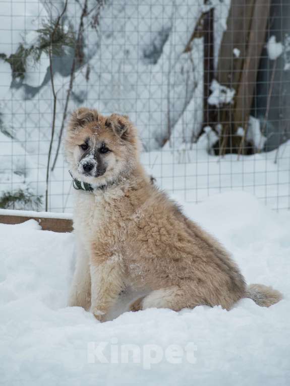 Собаки в Москве: Мали нужен дом  Девочка, Бесплатно - фото 6