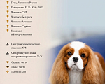 Собаки в Москве: Кавалер кинг чарльз спаниель, щенок Мальчик, Бесплатно - фото 5