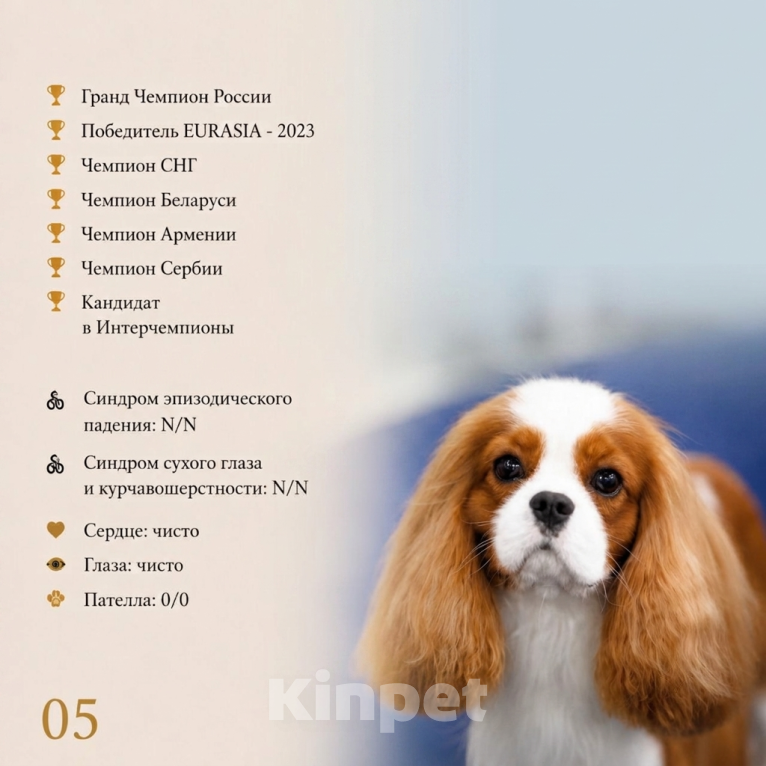 Собаки в Москве: Кавалер кинг чарльз спаниель, щенок Мальчик, Бесплатно - фото 5
