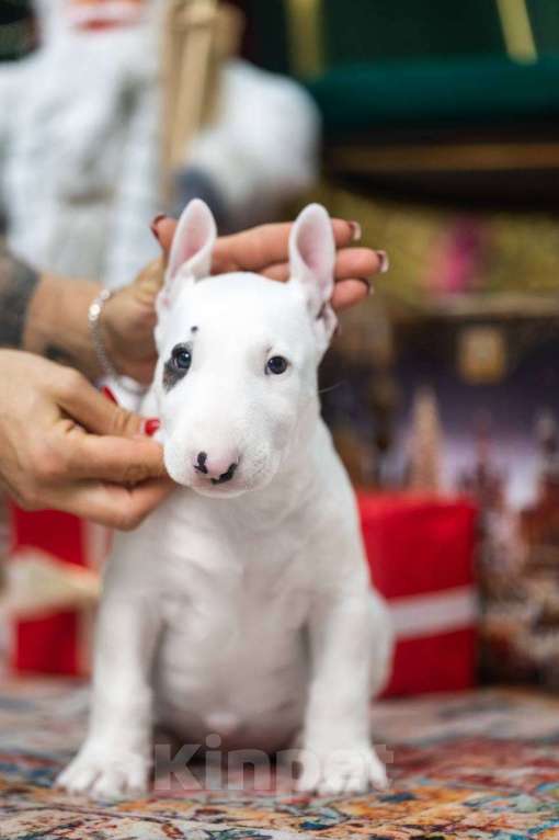 Собаки в Москве: Бультерьер стандартный, щенок  Мальчик, Бесплатно - фото 1