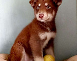 Собаки в Москве: Щенок шоколадный красавец Мальчик, 100 руб. - фото 1