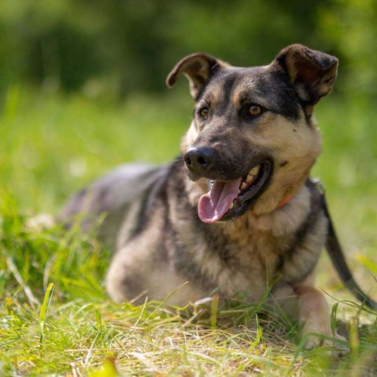 Собаки в Москве: Джем Мальчик, Бесплатно - фото 4