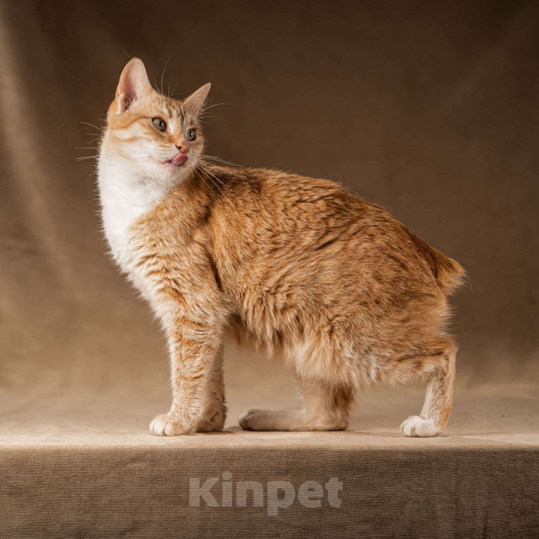 Кошки в Клине: Кутси – рыжая загадка с независимым характером Девочка, Бесплатно - фото 3