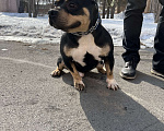 Собаки в Уссурийске: Продаётся Красивый кобель американского булли  Мальчик, 50 000 руб. - фото 4