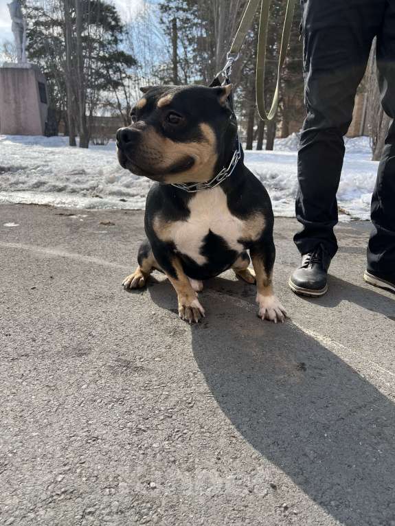 Собаки в Уссурийске: Продаётся Красивый кобель американского булли  Мальчик, 50 000 руб. - фото 4