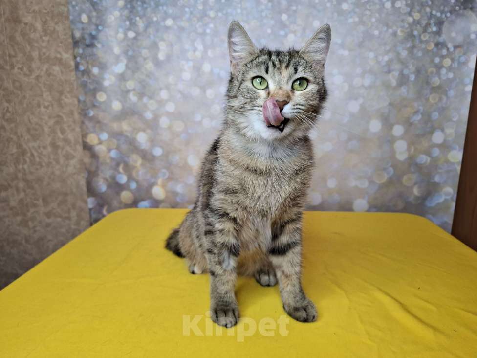 Кошки в Москве: Кошка в добрые руки Девочка, Бесплатно - фото 6