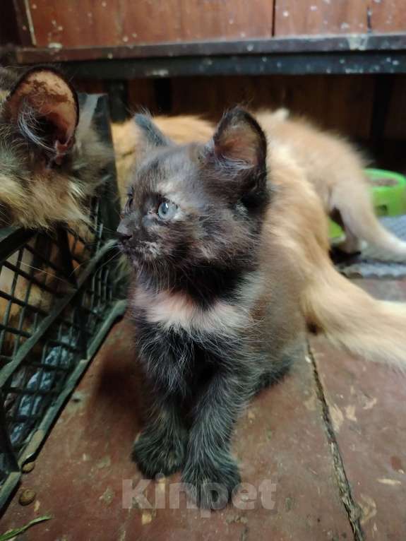 Кошки в других городах Ленинградской области: Чёрный котёнок Девочка, Бесплатно - фото 4