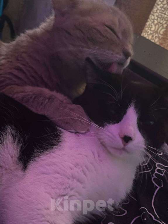 Кошки в Москве: Котик Диего Мальчик, Бесплатно - фото 5