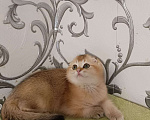 Кошки в Иваново: Шотландская Вислоухая Золотая Шиншила Мальчик, Бесплатно - фото 1