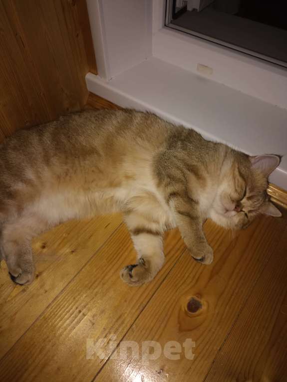 Кошки в Дзержинске: Кошечка золотая шиншилла Девочка, 1 000 руб. - фото 4