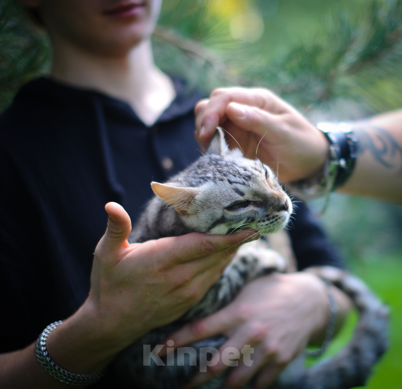 Кошки в Москве: Бенгальский котенок Мальчик, Бесплатно - фото 5
