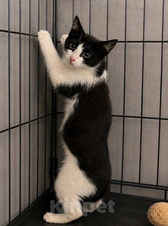 Кошки в Москве: Котенок Лея ищет дом Девочка, Бесплатно - фото 4