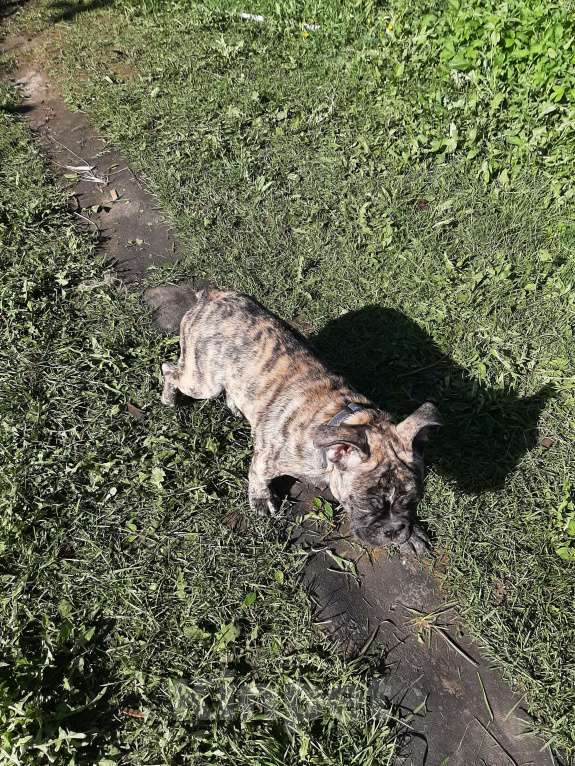 Собаки в Москве: Продам щенков Мальчик, 30 руб. - фото 5