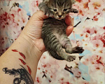 Кошки в Самаре: Котята в добрые руки Мальчик, Бесплатно - фото 1