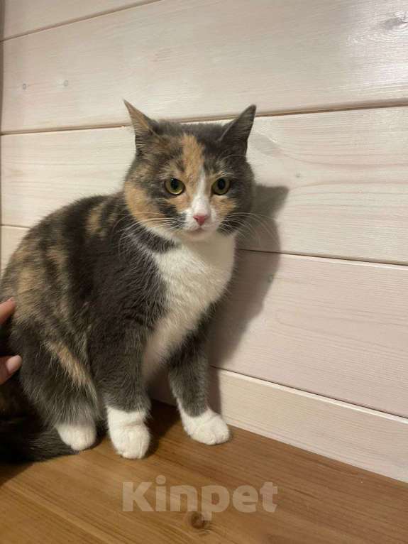 Кошки в Красногорске: Молодая кошечка Плюша ищет дом  Девочка, Бесплатно - фото 5