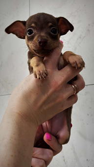 Щенок русского тоя