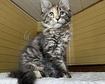 Кошки в Москве: Мейн-кун полидакт девчушка🔥 Девочка, 80 000 руб. - фото 6