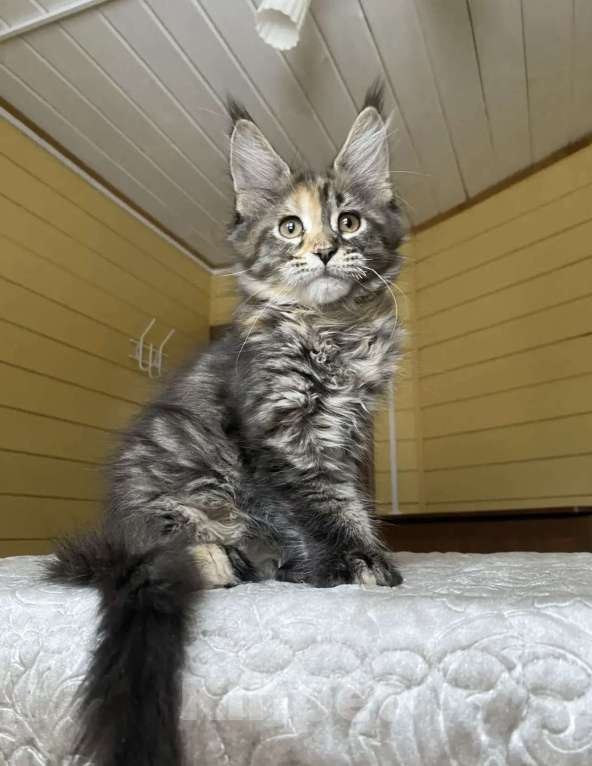Кошки в Москве: Мейн-кун полидакт девчушка🔥 Девочка, 80 000 руб. - фото 6