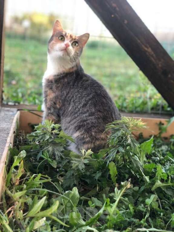 Кошки в Москве: Молодая кошечка Мася ищет дом. Девочка, Бесплатно - фото 4