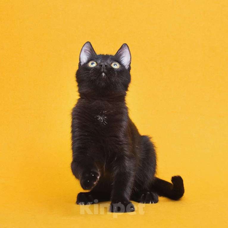 Кошки в Москве: Котенок Ося ищет дом Мальчик, Бесплатно - фото 9