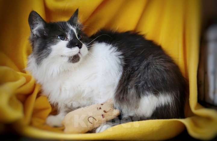 Кошки в Москве: Пушистая кошка Сашенька в добрые руки Девочка, 1 руб. - фото 2