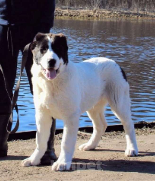 Собаки в Санкт-Петербурге: Щенки Алабая Мальчик, Бесплатно - фото 2