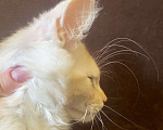 Кошки в Зеленограде: Мейн-кун красное серебро Мальчик, Бесплатно - фото 6