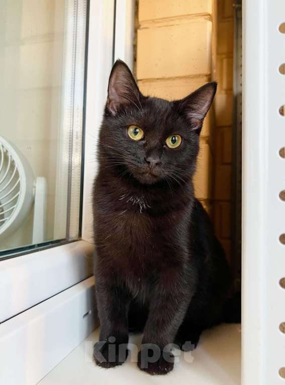 Кошки в Москве: Котёнок Шанель в добрые руки Девочка, Бесплатно - фото 1