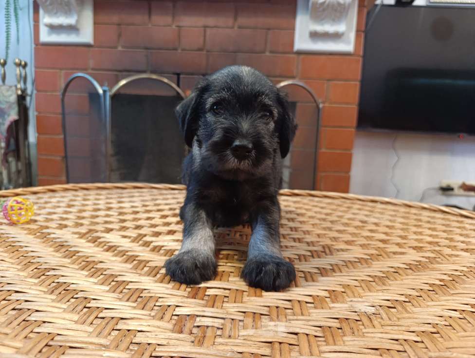 Собаки в Нижнем Новгороде: Щенок миттельшнауцера продается Девочка, 50 000 руб. - фото 1