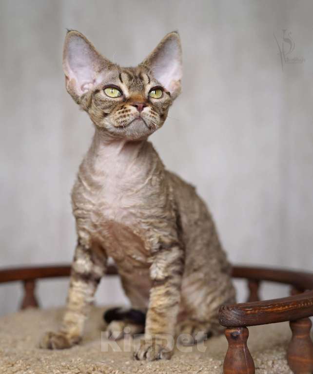 Кошки в Москве: Девон-рекс полосатый Мальчик Мальчик, 70 000 руб. - фото 3